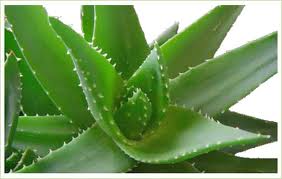 aloe vera