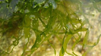 alga tossica