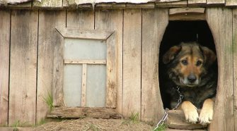 Reati contro gli animali. Interviene la Lav