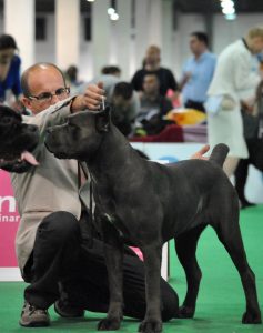 world dog show