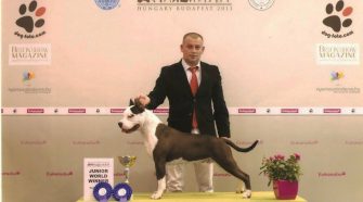 world dog show