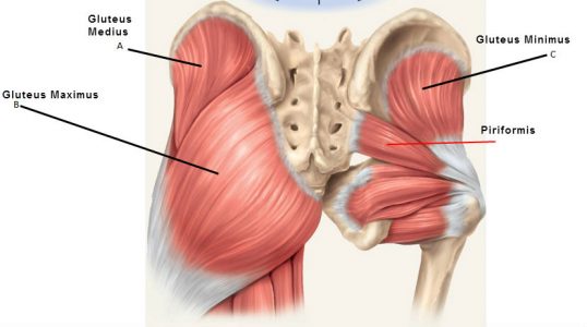 glutei4