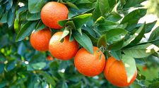 arance confagricoltura
