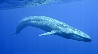 blue whale