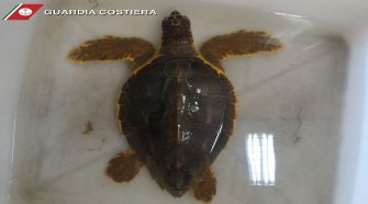 caretta caretta